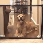 c87737ec8d6dde49d91b4fb86442c2caaed41879