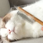 0bc06056aebf4754b388523126a55d62ce76d541